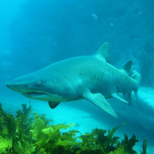 Double Shark Boat Dive